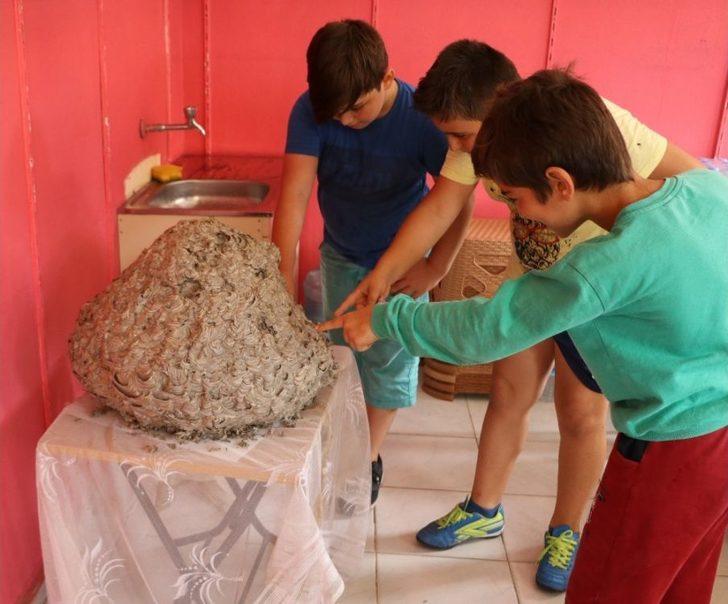 Yaban Arısı Kovanı İlgi Odağı Oldu G5