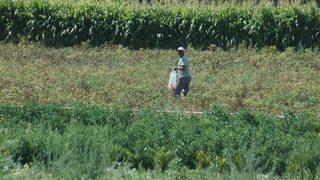 Ankara’nın Meşhur Ayaş Domatesinde Üretim Bu Yıl Düştü