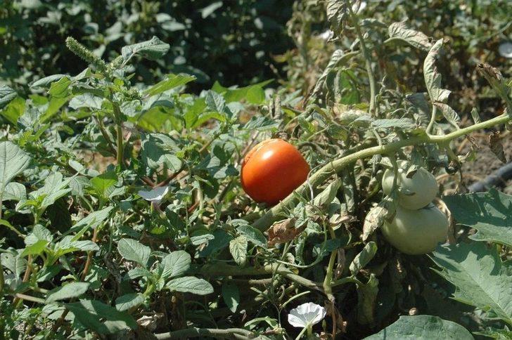 Ankara’nın Meşhur Ayaş Domatesinde Üretim Bu Yıl Düştü G1