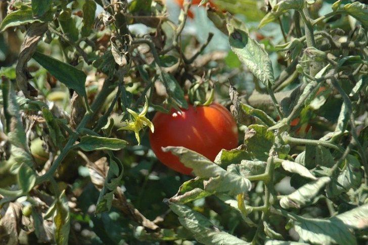Ankara’nın Meşhur Ayaş Domatesinde Üretim Bu Yıl Düştü G3