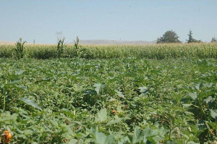 Ankara’nın Meşhur Ayaş Domatesinde Üretim Bu Yıl Düştü G2