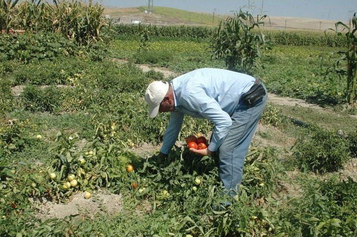 Ankara’nın Meşhur Ayaş Domatesinde Üretim Bu Yıl Düştü G4