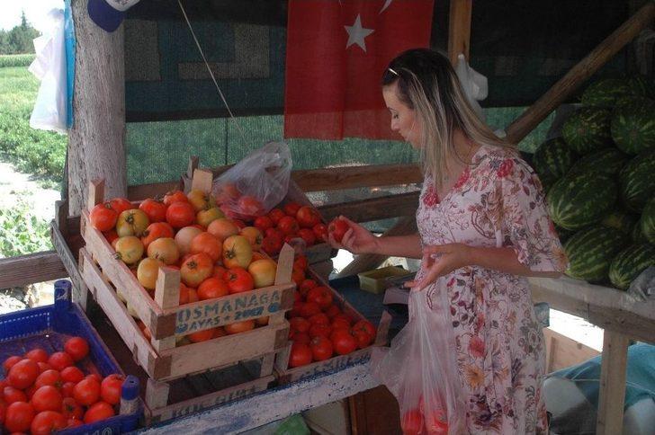 Ankara’nın Meşhur Ayaş Domatesinde Üretim Bu Yıl Düştü G5