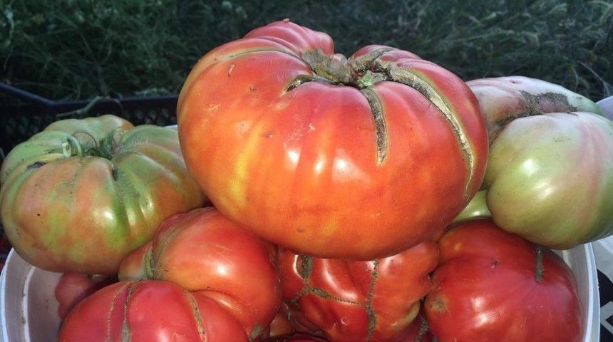 Domatesler 1 Kilogramı Aştı