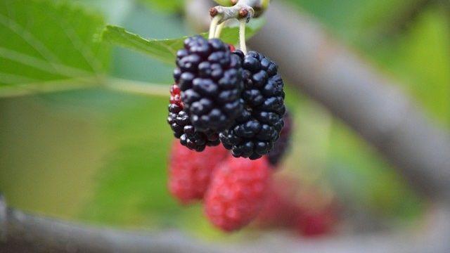 İşyerinde Üretkenliğinizi Arttıracak 8 Süper Gıda