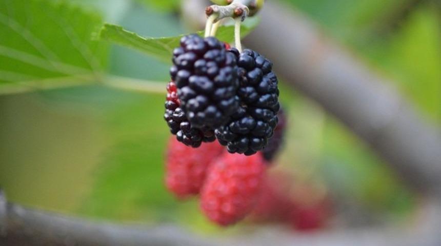 İşyerinde Üretkenliğinizi Arttıracak 8 Süper Gıda