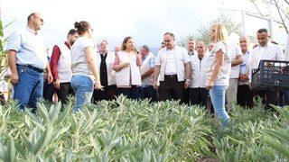 Düzce’de Tıbbi Ve Aromatik Bitkilerin Hasadı Yapılıyor