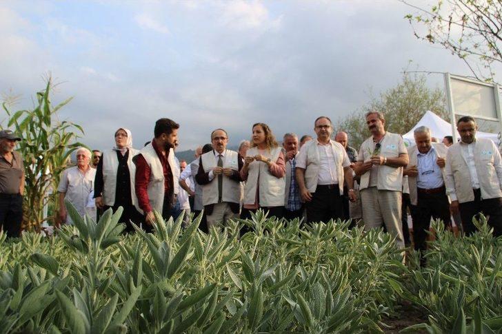 Düzce’de Tıbbi Ve Aromatik Bitkilerin Hasadı Yapılıyor G1