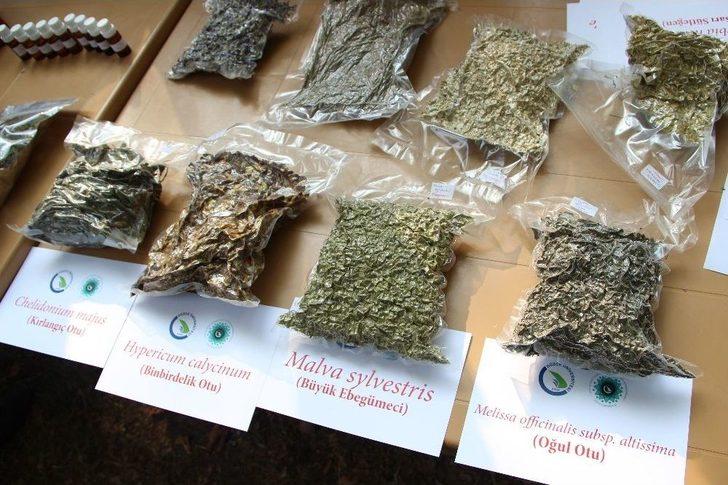 Düzce’de Tıbbi Ve Aromatik Bitkilerin Hasadı Yapılıyor G2