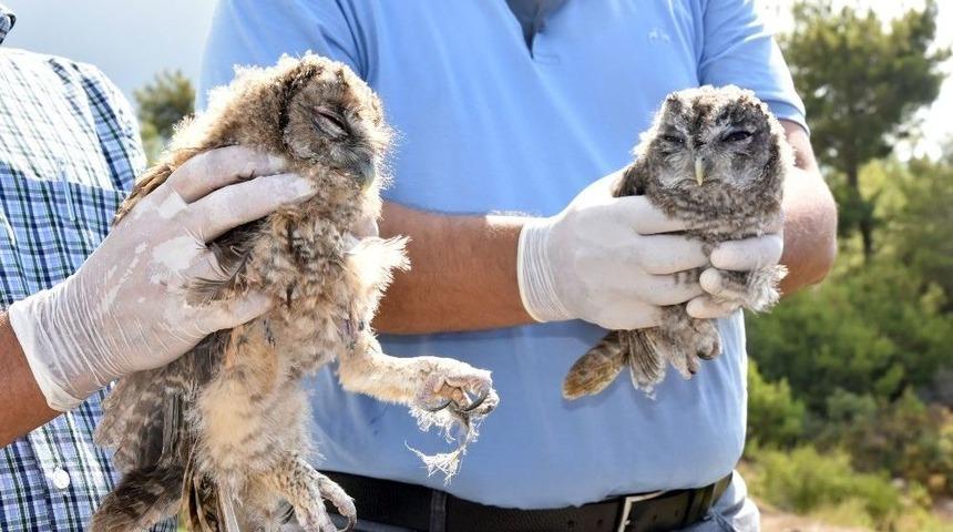 Alanya’da Tedavileri Tamamlanan Baykuşlar Doğaya Salındı