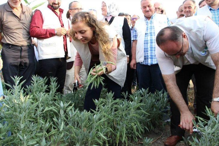 Düzce’de Tıbbi Ve Aromatik Bitkilerin Hasadı Yapılıyor G4