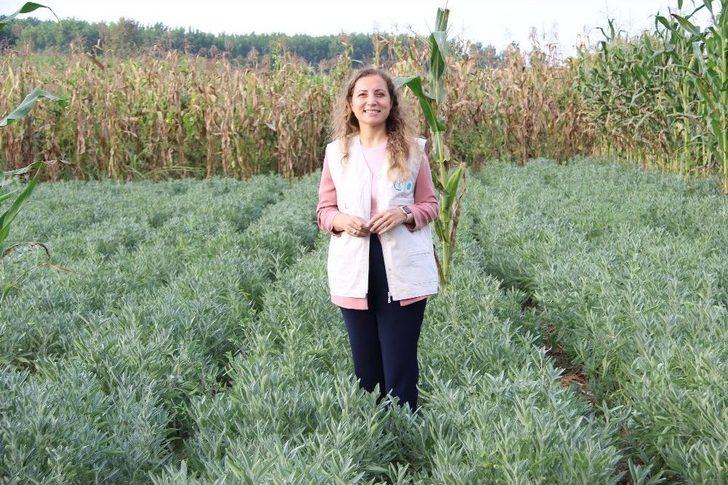 Düzce’de Tıbbi Ve Aromatik Bitkilerin Hasadı Yapılıyor G5