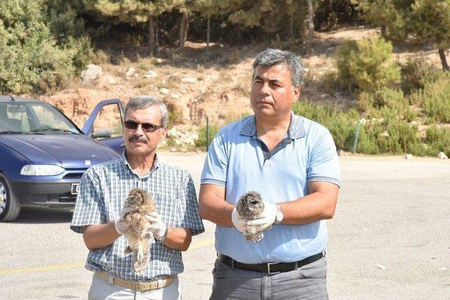 Alanya’da Tedavileri Tamamlanan Baykuşlar Doğaya Salındı