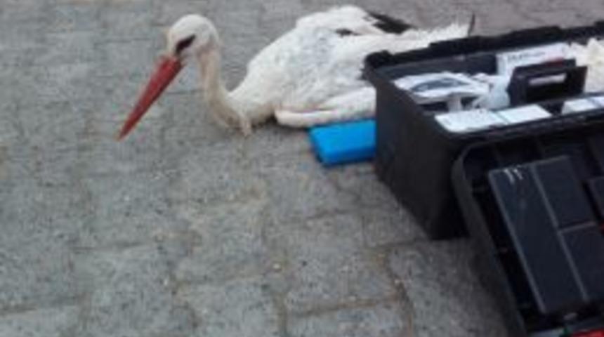 Göç Yolundaki Leyleği Silahla Vurdular