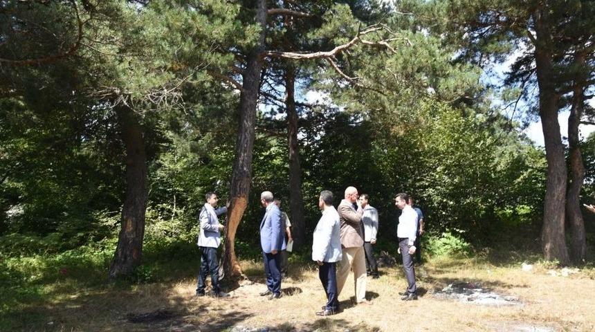 &Ccedil;ıra İ&ccedil;in Tahrip Edilen &Ccedil;am Ağa&ccedil;larının Kurumaması İ&ccedil;in Harekete Ge&ccedil;ildi