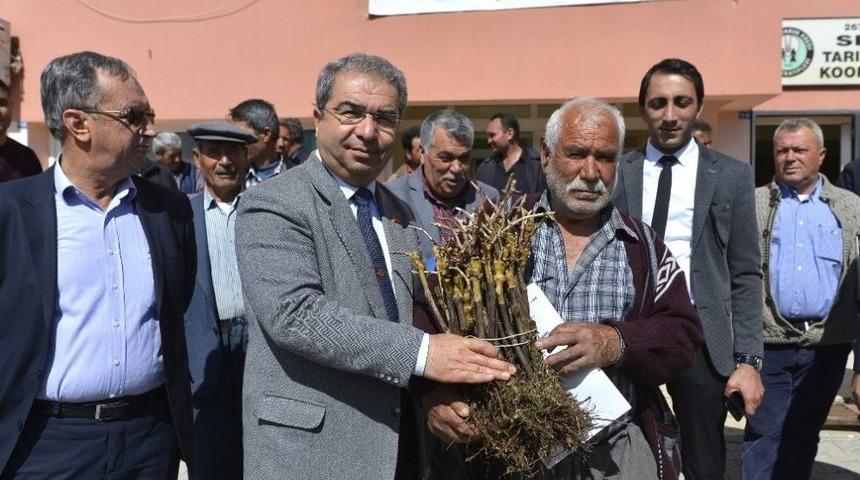 Mersin&rsquo;de &Uuml;reticiye 5 Bin 200 Adet Aşılı Asma Fidanı Dağıtıldı
