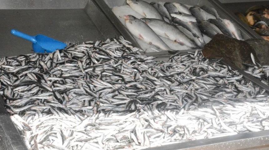 Hamsi Yeniden Tezgahlarda