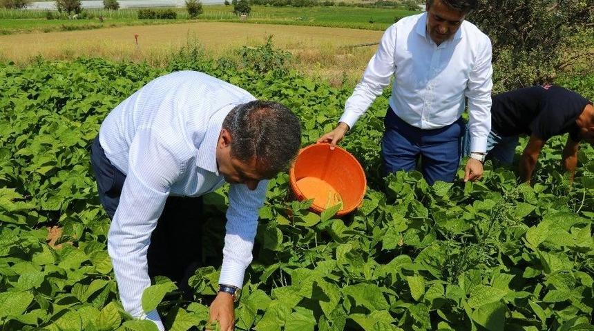 Burdur İnsuyu&rsquo;nda Fasulye Hasadı Devam Ediyor