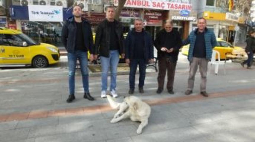 Burhaniye&rsquo;de Sokak K&ouml;peği Taksicilerin Maskotu Oldu