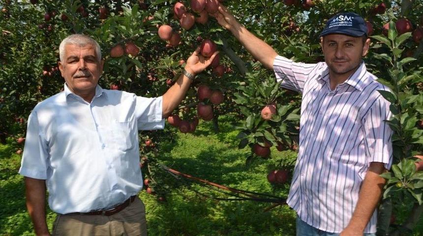 Edebey’de Elma Hasadı Başladı