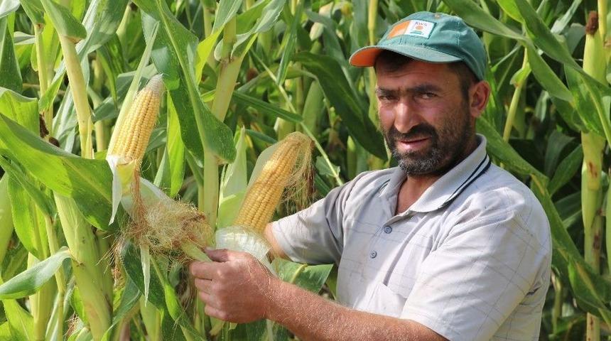 Mısır Para Etmeyince, İneklere Yem Oldu