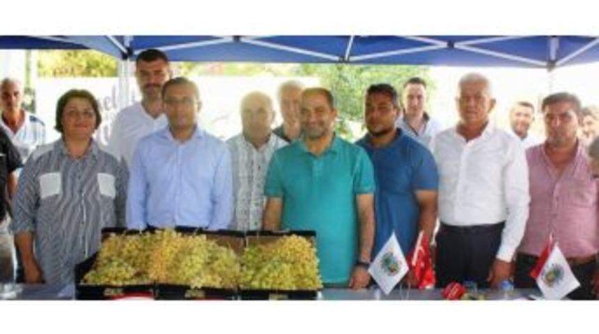 Alaşehir&rsquo;de &Uuml;z&uuml;m Yarışması