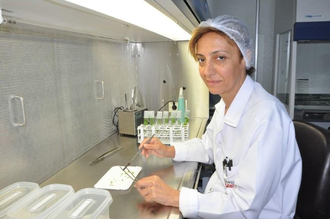 &Uuml;z&uuml;m Bağlarında Rekolte Kaybını &Ouml;nleyecek &Ccedil;alışma