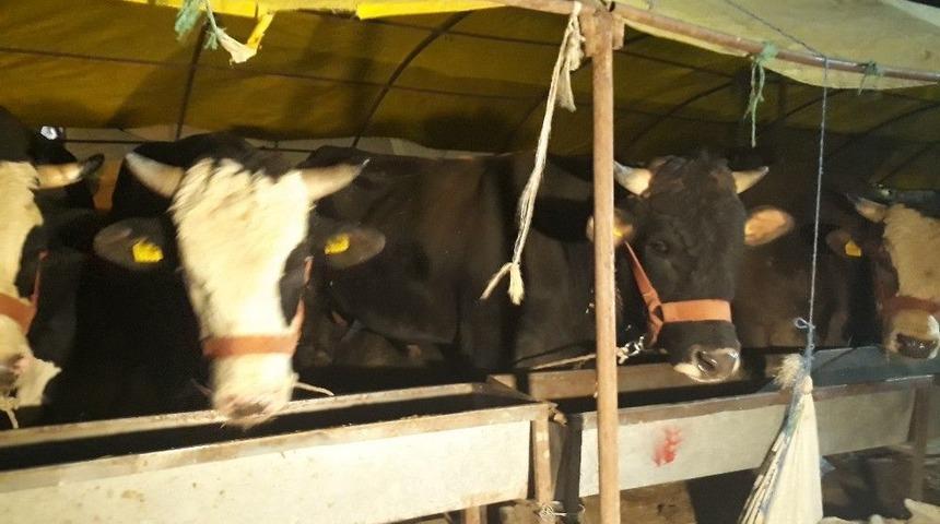 Besicilerin Zahmetli Bekleyişi S&uuml;r&uuml;yor