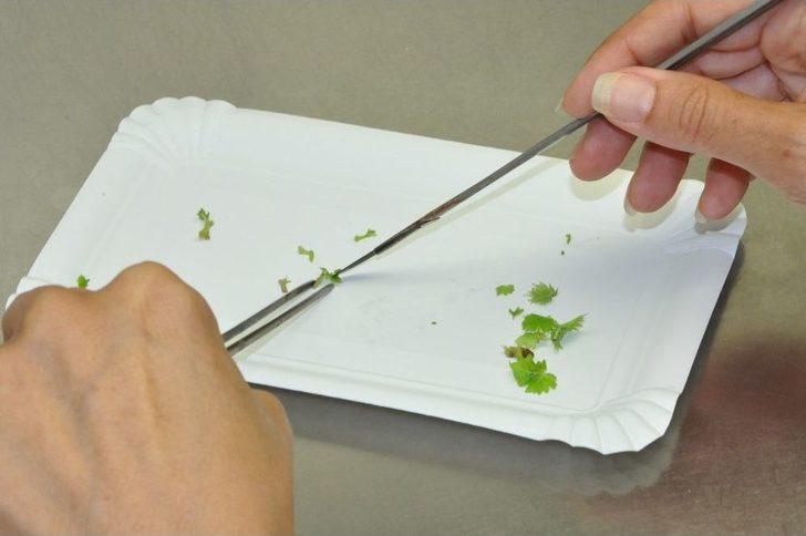 Üzüm Bağlarında Rekolte Kaybını Önleyecek Çalışma G1