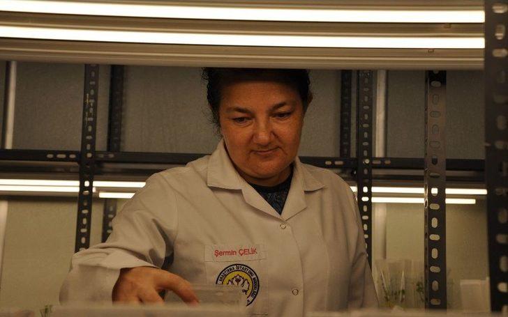 Üzüm Bağlarında Rekolte Kaybını Önleyecek Çalışma G2