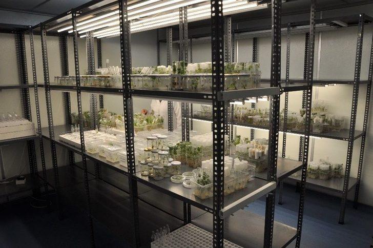 Üzüm Bağlarında Rekolte Kaybını Önleyecek Çalışma G3