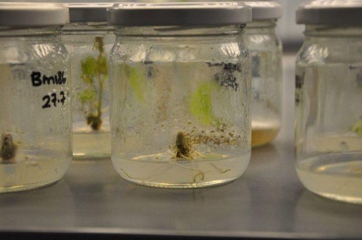 Üzüm Bağlarında Rekolte Kaybını Önleyecek Çalışma G4