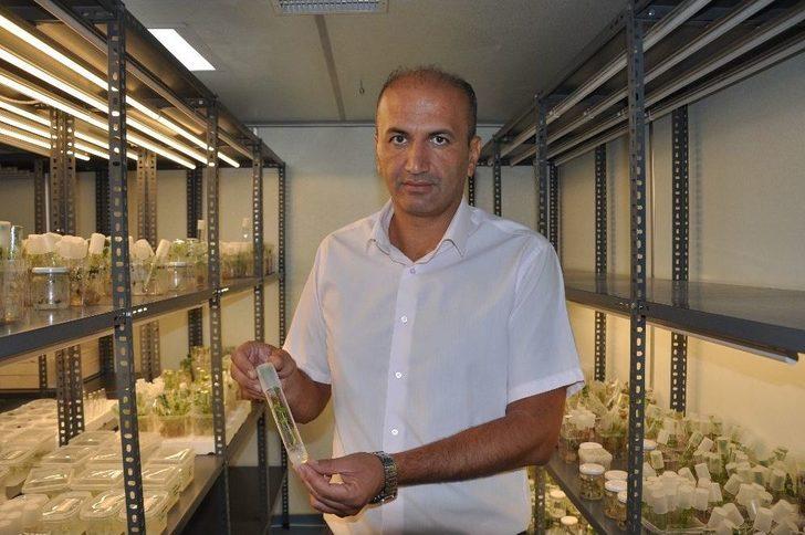 Üzüm Bağlarında Rekolte Kaybını Önleyecek Çalışma G5