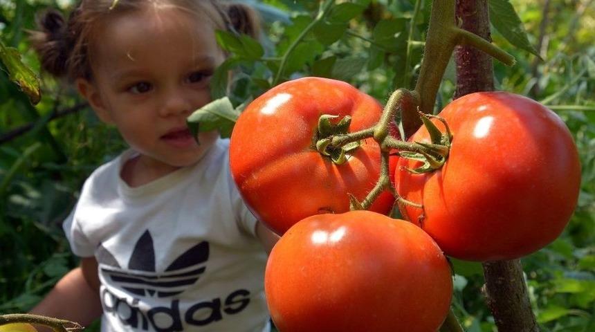 Domatesler B&uuml;y&uuml;kl&uuml;ğ&uuml; Ve Lezzetiyle Şaşırtıyor