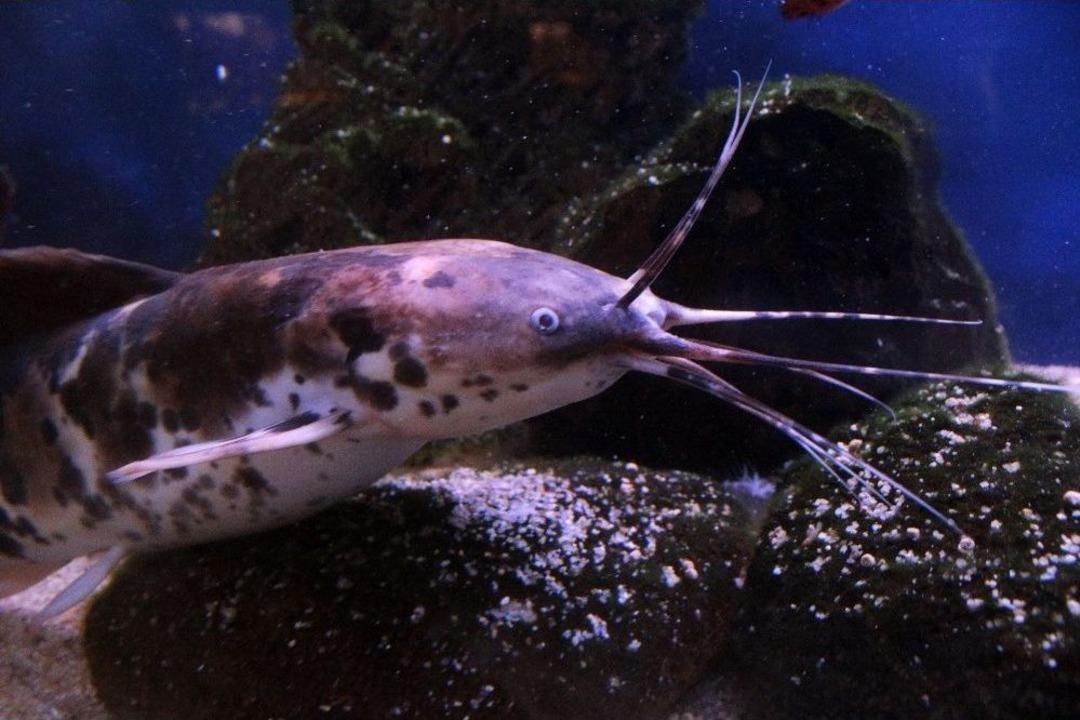 (&ouml;zel) Van&rsquo;da &lsquo;akvaryum M&uuml;zesi&rsquo; Kuruldu