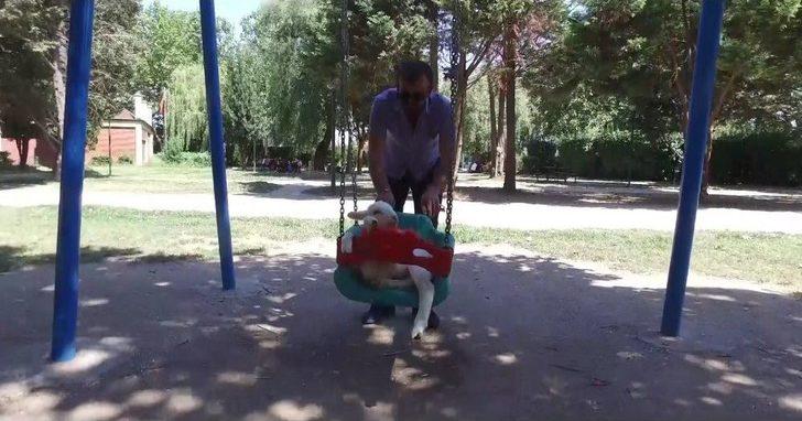 (özel Haber) Kuzu Değil Sanki Sultan G4