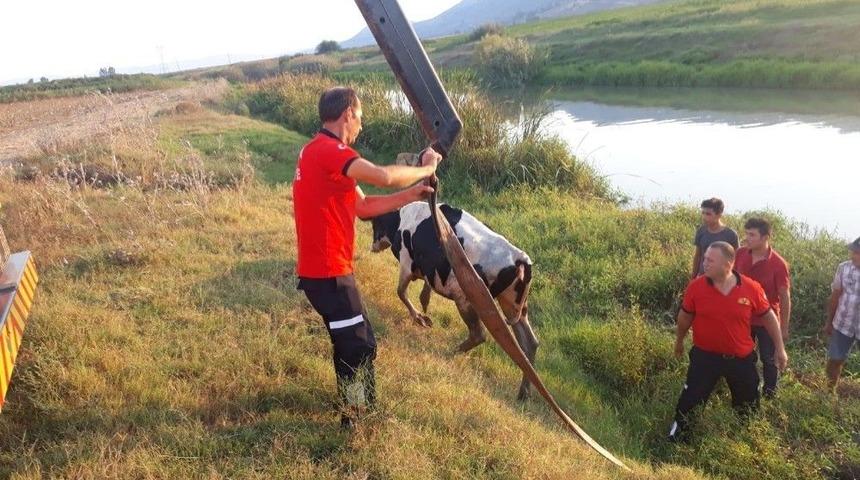Sulama Kanalına D&uuml;şen İnek Vin&ccedil;le Kurtarıldı