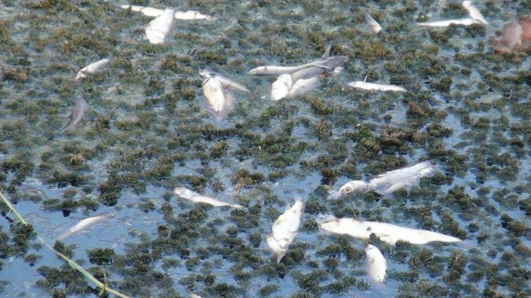 Manavgat&rsquo;ta Balık &Ouml;l&uuml;mleri