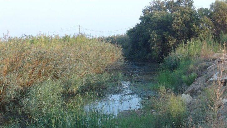 Manavgat’ta Balık Ölümleri G2