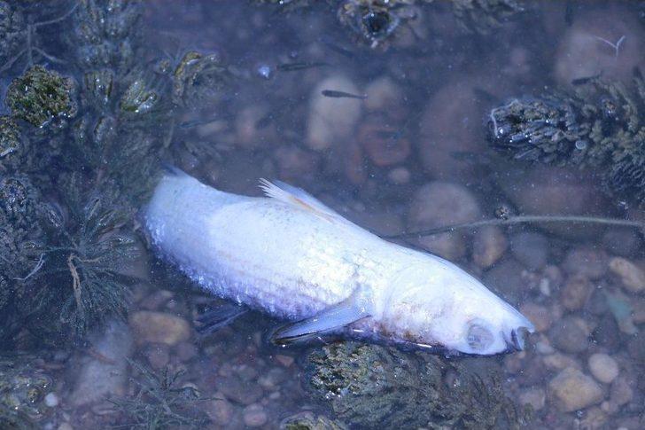 Manavgat’ta Balık Ölümleri G4