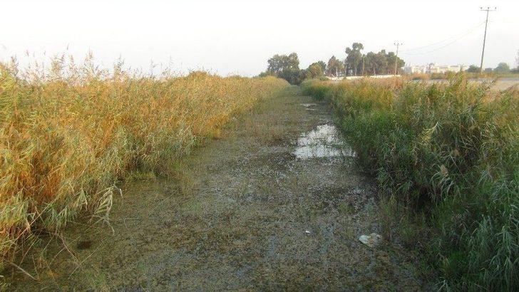 Manavgat’ta Balık Ölümleri G3