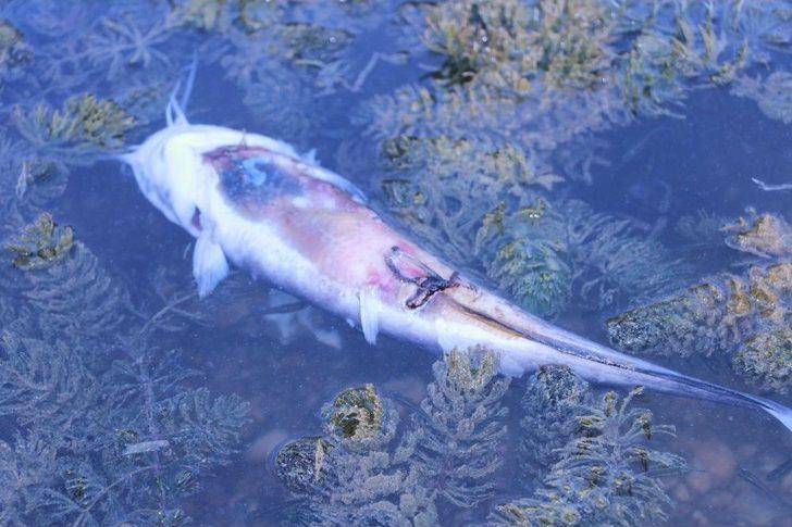 Manavgat’ta Balık Ölümleri G5