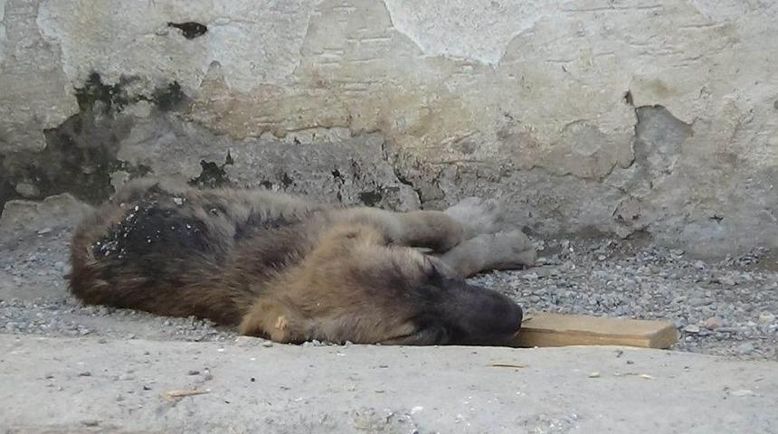 (&ouml;zel) Zifte D&uuml;şen K&ouml;pekler Hayvanseverler Tarafından Kurtarıldı