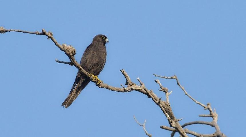 (&ouml;zel Haber) Karacabey Longozu&rsquo;nda 270.t&uuml;r B&ouml;yle Kaydedildi