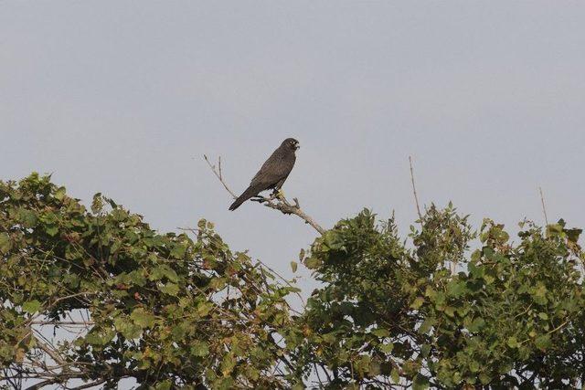 (&ouml;zel Haber) Karacabey Longozu&rsquo;nda 270.t&uuml;r B&ouml;yle Kaydedildi 1
