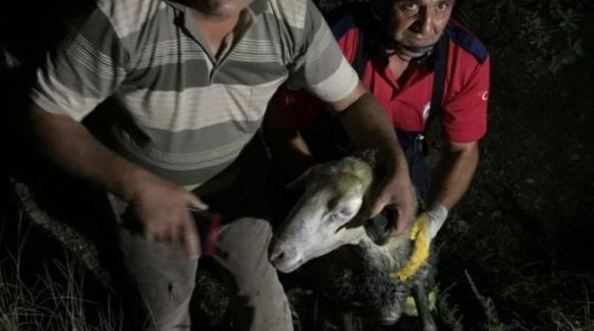 Kuyuya D&uuml;şen Kurbanlık Koyunu İtfaiye Kurtardı