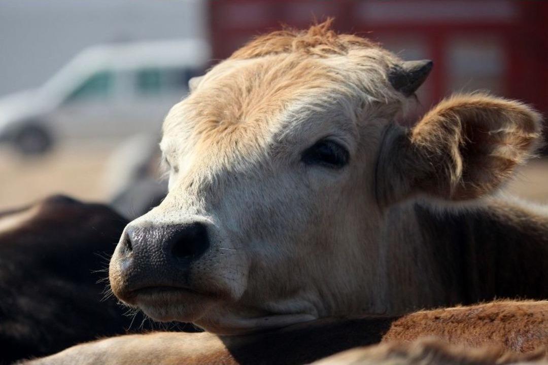 Prof. Dr. Aslan&rsquo;dan &Uuml;reticileri Ve T&uuml;keticileri Rahatlatan A&ccedil;ıklama