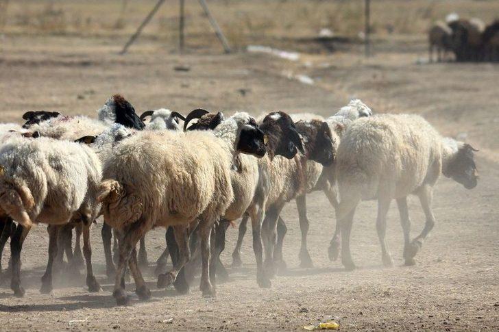 Prof. Dr. Aslan’dan Üreticileri Ve Tüketicileri Rahatlatan Açıklama G1