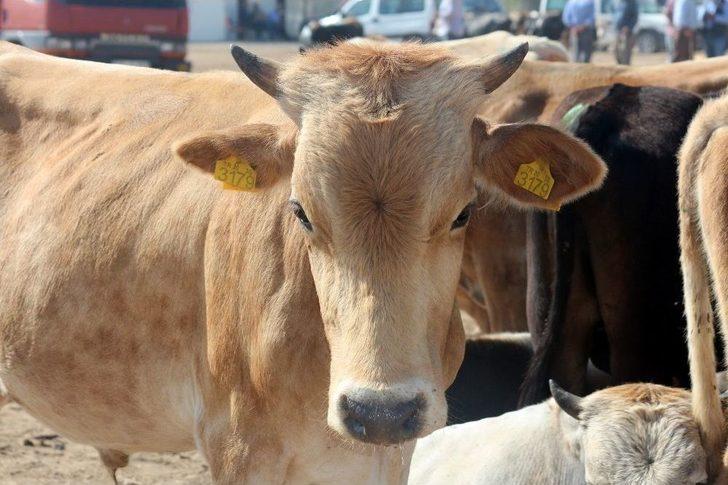 Prof. Dr. Aslan’dan Üreticileri Ve Tüketicileri Rahatlatan Açıklama G2