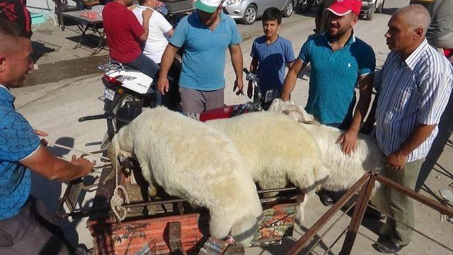 (özel) Motosikletle Kurbanlık Sevkıyatı